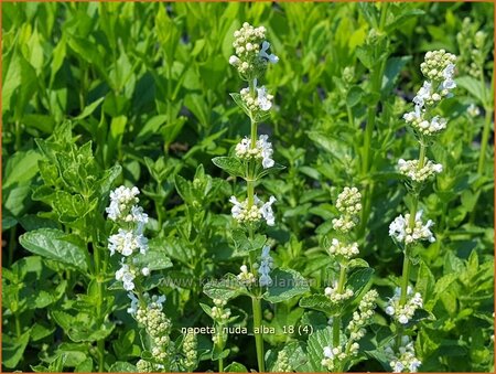 Nepeta nuda &#39;Alba&#39;