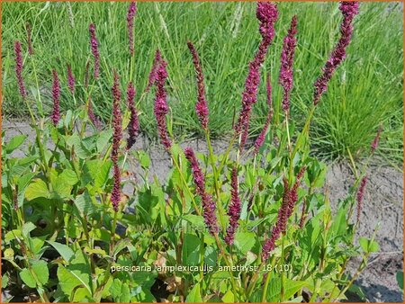 Persicaria amplexicaulis &#39;Amethyst&#39;