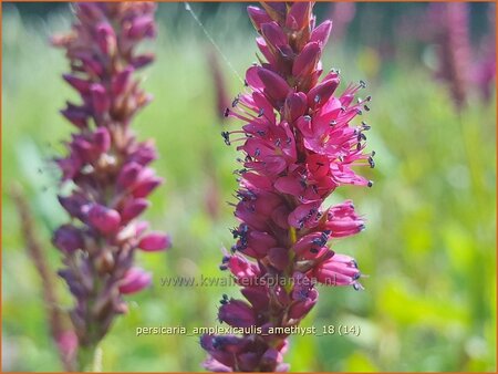 Persicaria amplexicaulis &#39;Amethyst&#39;