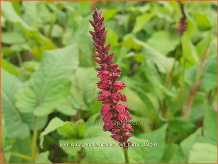 Persicaria amplexicaulis &#39;Red Baron&#39;