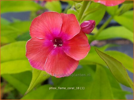 Phlox &#39;Flame Coral&#39;