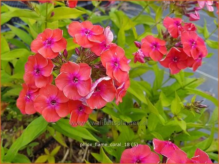 Phlox &#39;Flame Coral&#39;