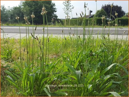 Plantago lanceolata