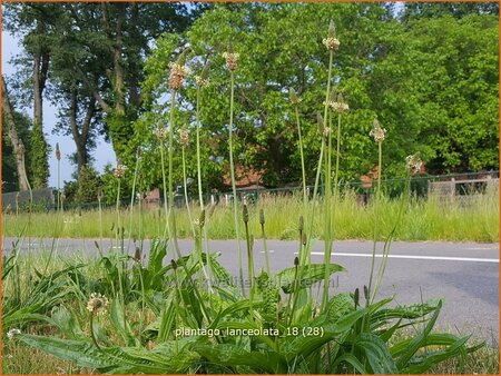 Plantago lanceolata