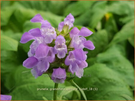 Prunella grandiflora &#39;Gerhard Rudolf&#39;