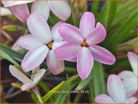 Rhodoxis &#39;Fairy Kisses&#39;