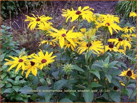 Rudbeckia subtomentosa &#39;Loofahsa Wheaton Gold&#39;