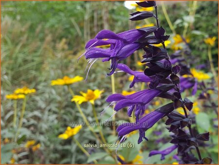 Salvia &#39;Amistad&#39;