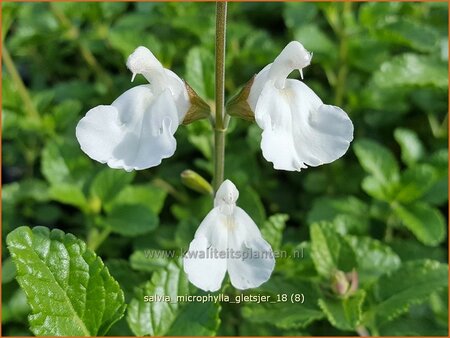 Salvia microphylla &#39;Gletsjer&#39;