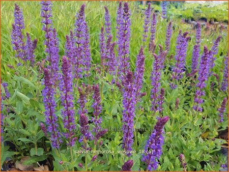 Salvia nemorosa &#39;Wesuwe&#39;