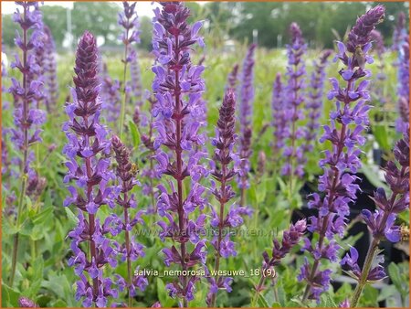 Salvia nemorosa &#39;Wesuwe&#39;