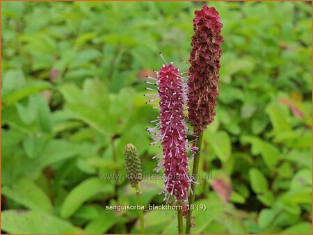 Sanguisorba &#39;Blackthorn&#39;