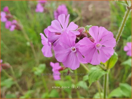 Silene dioica