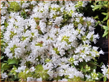 Thymus praecox &#39;Albiflorus&#39;