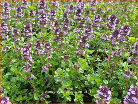 Thymus pulegioides 'Tabor'