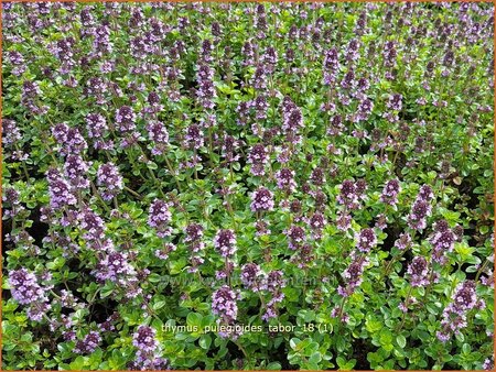 Thymus pulegioides 'Tabor'