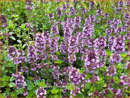 Thymus pulegioides 'Tabor'