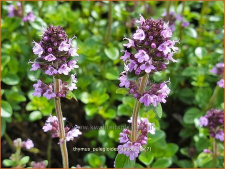 Thymus pulegioides 'Tabor'