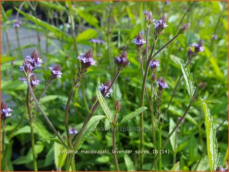 Verbena macdougalii &#39;Lavender Spires&#39;