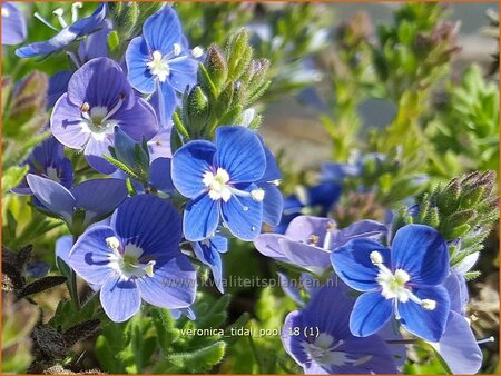 Veronica &#39;Tidal Pool&#39;