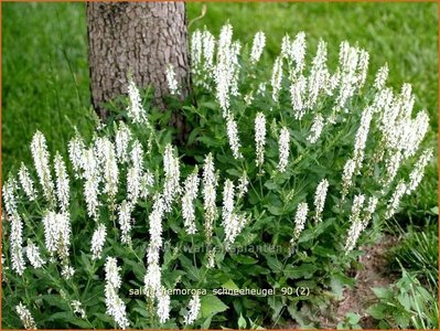 Steppensalbei Salvia Nemorosa Schneehugel Bluten Salbei Kaufen Bestellen Staudenonline De