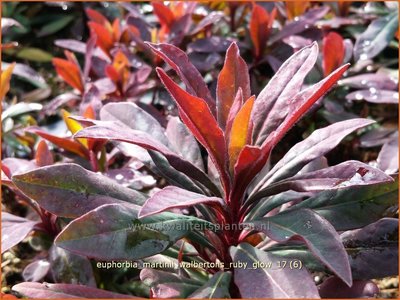 Busch Wolfsmilch Euphorbia Martinii Walberton S Ruby Glow